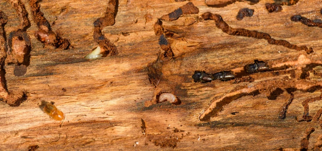 Is Your Home at Risk for Termite Damage - El Dorado Hills Best Pest Pros | El Dorado Hills, CA | 510-588-5889