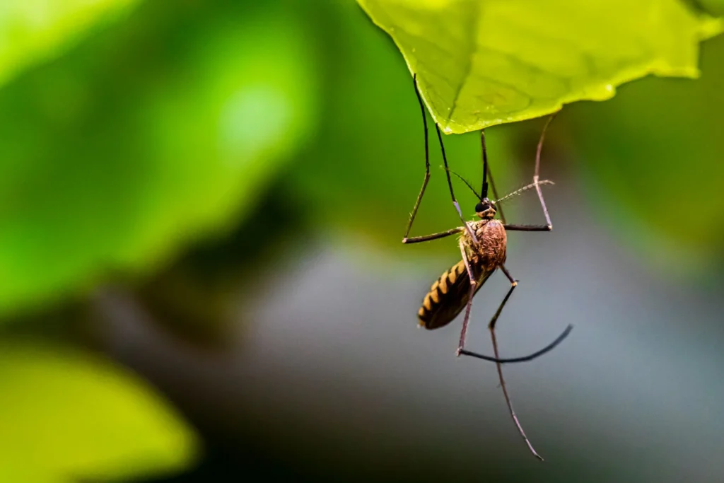 Mosquito-Control-for-Every-Outdoor-Space - El Dorado Hills Best Pest Pros | El Dorado Hills, CA | 510-588-5889