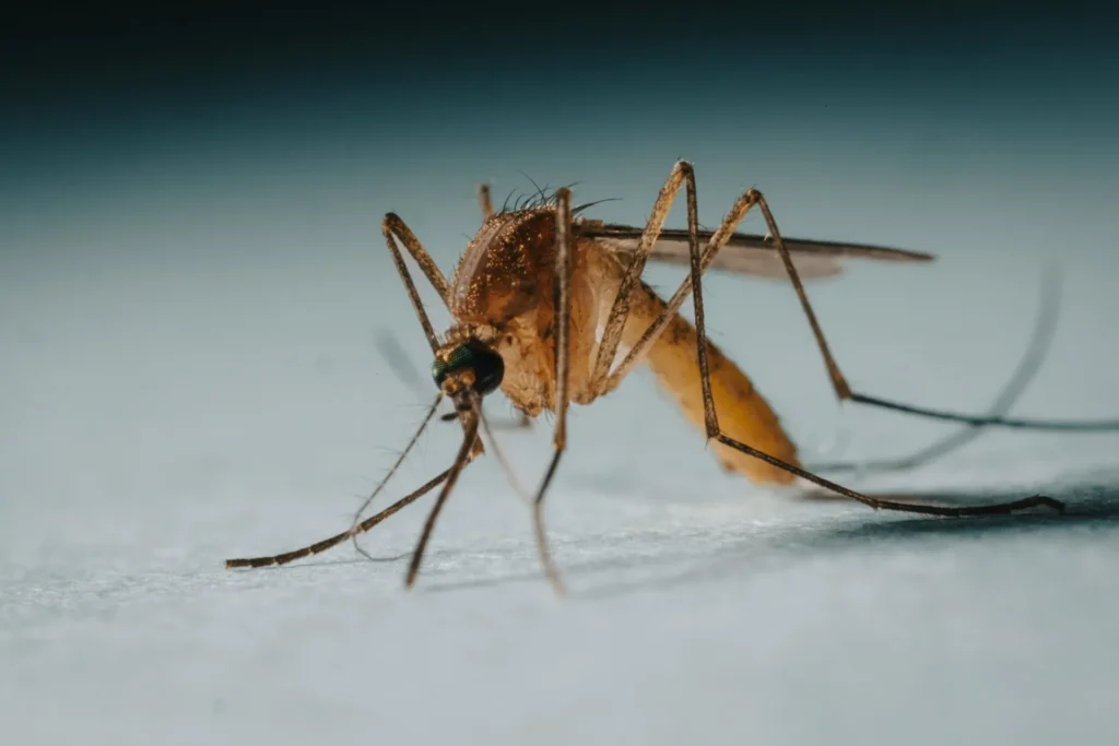 Protect Your Family from Mosquito-Borne-Diseases - El Dorado Hills Best Pest Pros | El Dorado Hills, CA | 510-588-5889