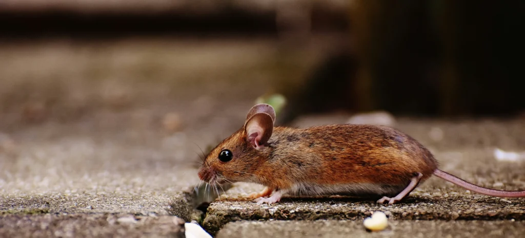 Residential-Commercial-Rodent-Solutions - El Dorado Hills Best Pest Pros | El Dorado Hills, CA | 510-588-5889