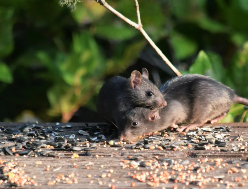 Rodent-Removal - El Dorado Hills Best Pest Pros | El Dorado Hills, CA | 510-588-5889