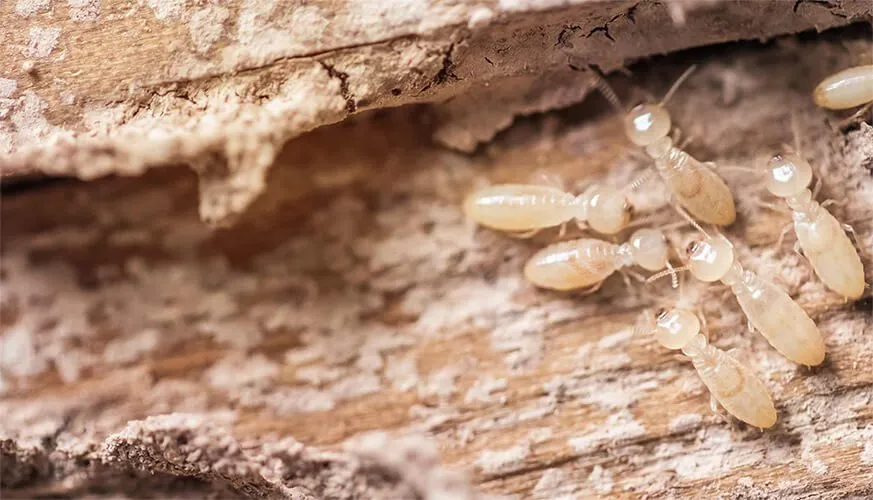 Signs You May Have a Termite Infestation - El Dorado Hills Best Pest Pros | El Dorado Hills, CA | 510-588-5889
