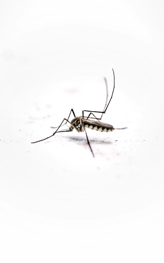 Tired of Mosquitoes Ruining Your Evenings - El Dorado Hills Best Pest Pros | El Dorado Hills, CA | 510-588-5889