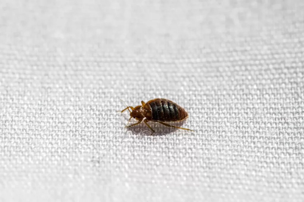 Why Bed Bug Heat Treatments Work Best - Dublin Best Pest Pros | Dublin, CA | 925-709-5884