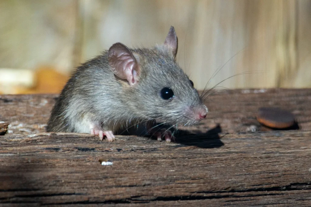 Why-Choose-Our-Rodent-Exterminators - El Dorado Hills Best Pest Pros | El Dorado Hills, CA | 510-588-5889